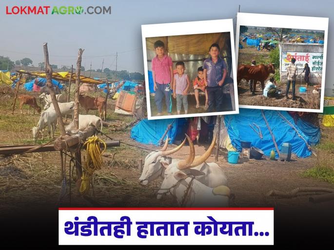 latest news Sugarcane Workers Story: With a sickle in hand even in the cold… The life of sugarcane workers is a struggle | Sugarcane Workers Story : थंडीतही हातात कोयता… ऊस कामगारांचे आयुष्य संघर्षमयच latest news Sugarcane Workers Story: With a sickle in hand even in the cold… The life of sugarcane workers is a struggle | Sugarcane Workers Story : थंडीतही हातात कोयता… ऊस कामगारांचे आयुष्य संघर्षमयच