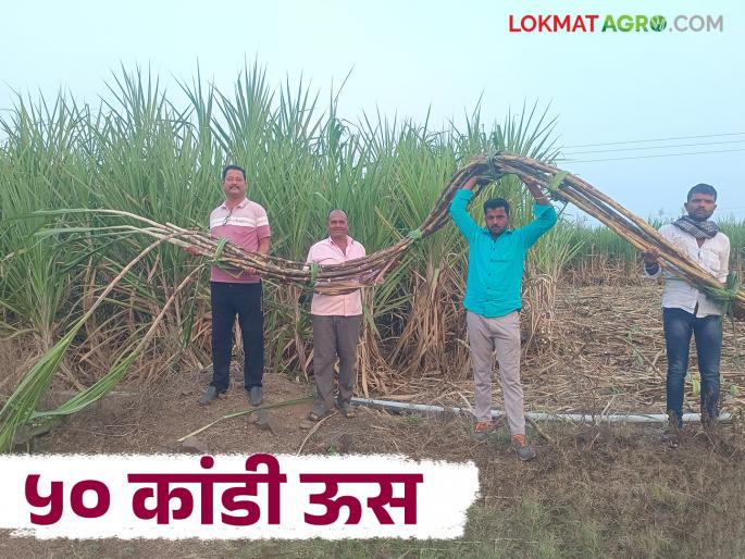 Farmer Vinayak breaks his own record of producing 130 tons of sugarcane per acre; how many tons will he produce this year? | शेतकरी विनायक यांनी एकरी १३० टन ऊस उत्पादनाचे स्वतःचेच रेकॉर्ड तोडले; यंदा किती टन उत्पादन Farmer Vinayak breaks his own record of producing 130 tons of sugarcane per acre; how many tons will he produce this year? | शेतकरी विनायक यांनी एकरी १३० टन ऊस उत्पादनाचे स्वतःचेच रेकॉर्ड तोडले; यंदा किती टन उत्पादन