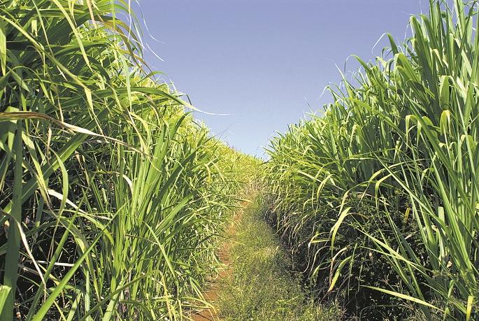 Sugarcane FRP in debt waiver | उसाची एफआरपी कर्जमाफीच्या कचाट्यात