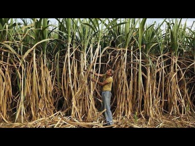 Incident of burglars in the hut of sugarcane-cutting laborers during Diwali at Tung in Sangli district: Reported to rural police | ऐन दिवाळीत ऊसतोड मजुरांच्या झोपड्यात चोरट्यांचा डल्ला सांगलीतील तुंग येथील घटना Incident of burglars in the hut of sugarcane-cutting laborers during Diwali at Tung in Sangli district: Reported to rural police | ऐन दिवाळीत ऊसतोड मजुरांच्या झोपड्यात चोरट्यांचा डल्ला सांगलीतील तुंग येथील घटना