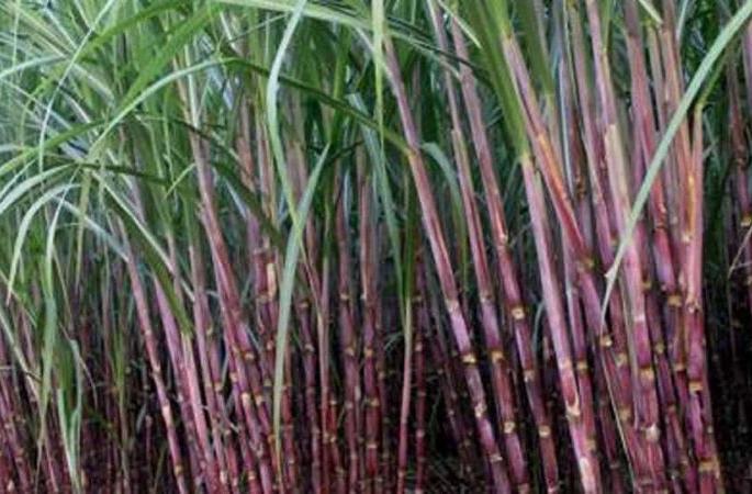 this years sugarcane season start from 1st october | राज्यात १ ऑक्टोबरपासून ऊस गाळप हंगाम सुरू होणार this years sugarcane season start from 1st october | राज्यात १ ऑक्टोबरपासून ऊस गाळप हंगाम सुरू होणार