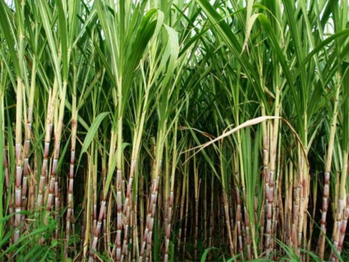 Sugarcane area may increase this year due to heavy rainfall | अतिवृष्टीमुळे यंदा उसाचे क्षेत्र वाढण्याची शक्यता Sugarcane area may increase this year due to heavy rainfall | अतिवृष्टीमुळे यंदा उसाचे क्षेत्र वाढण्याची शक्यता