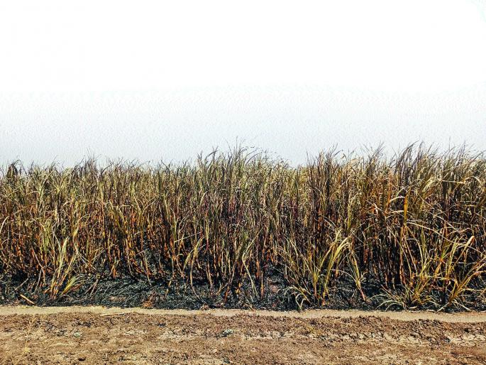 Burning four acres of sugarcane due to the frustration of electric wires | विद्युत तारांमधील घर्षणामुळे चार एकर ऊस जळाला Burning four acres of sugarcane due to the frustration of electric wires | विद्युत तारांमधील घर्षणामुळे चार एकर ऊस जळाला