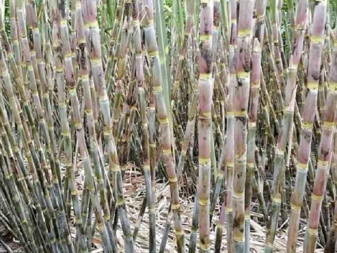 Manikrao of Avasari Budruk took 107 tons of sugarcane production per acre | अवसरी बुद्रुकच्या माणिकराव यांनी घेतले एकरी १०७ टन ऊस उत्पादन Manikrao of Avasari Budruk took 107 tons of sugarcane production per acre | अवसरी बुद्रुकच्या माणिकराव यांनी घेतले एकरी १०७ टन ऊस उत्पादन