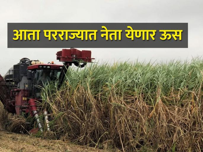 sugarcane issue, Ban on transportation of sugarcane to other state has finally lifted | दिलासादायक :परराज्यातील ऊस वाहतूकबंदी अखेर हटली; स्वाभिमानीच्या आंदोलनाला यश sugarcane issue, Ban on transportation of sugarcane to other state has finally lifted | दिलासादायक :परराज्यातील ऊस वाहतूकबंदी अखेर हटली; स्वाभिमानीच्या आंदोलनाला यश