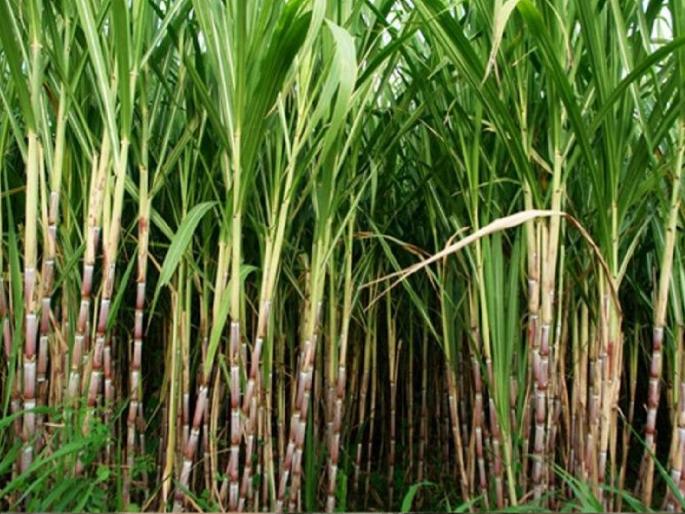 Pay Rs 3500 for sugarcane, Demand of farmers to manufacturers through SMS | अध्यक्ष साहेब, उसाला ३५०० रुपये दर द्या; एसएमएसद्वारे शेतकऱ्यांची कारखानदारांकडे मागणी   Pay Rs 3500 for sugarcane, Demand of farmers to manufacturers through SMS | अध्यक्ष साहेब, उसाला ३५०० रुपये दर द्या; एसएमएसद्वारे शेतकऱ्यांची कारखानदारांकडे मागणी