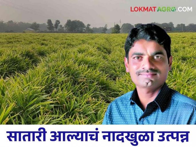 A farmer from Rethere Harnaksh got a record yield of 30 tonnes of satari ginger from one and a half acres | रेठरे हरणाक्ष येथील शेतकऱ्याने दीड एकरामध्ये घेतले ३० टन सातारी आल्याचे विक्रमी उत्पादन.. वाचा सविस्तर यशोगाथा A farmer from Rethere Harnaksh got a record yield of 30 tonnes of satari ginger from one and a half acres | रेठरे हरणाक्ष येथील शेतकऱ्याने दीड एकरामध्ये घेतले ३० टन सातारी आल्याचे विक्रमी उत्पादन.. वाचा सविस्तर यशोगाथा