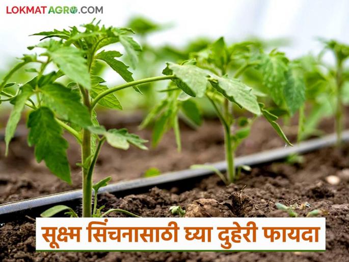 90 percent subsidy can be availed from these two schemes for drip and frost irrigation; Read in detail | ठिबक व तुषार सिंचनासाठी 'या' दोन योजनेतून घेता येईल ९० टक्के अनुदान; वाचा सविस्तर