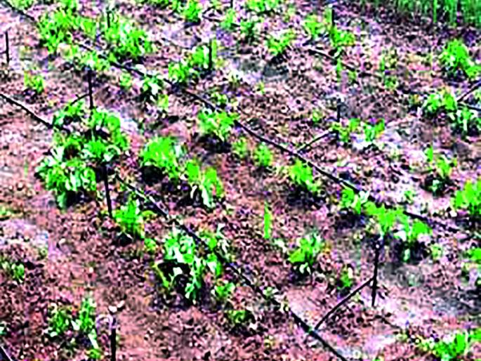 Delay in funding of state government in micro irrigation scheme | सूक्ष्म सिंचन योजनेत राज्य शासनाच्या निधीला विलंब! Delay in funding of state government in micro irrigation scheme | सूक्ष्म सिंचन योजनेत राज्य शासनाच्या निधीला विलंब!