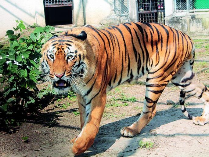 'Sultan' finally departs for Borivali: Modern ambulance from Mumbai | 'सुलतान' अखेर बोरिवलीकडे रवाना : मुंबईतून अद्ययावत अँब्युलन्स 'Sultan' finally departs for Borivali: Modern ambulance from Mumbai | 'सुलतान' अखेर बोरिवलीकडे रवाना : मुंबईतून अद्ययावत अँब्युलन्स