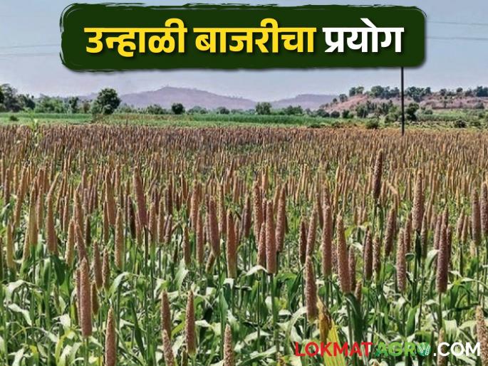 Successful experiment of Summer pearl millet crop in Ambegaon taluka | Summer Bajara आंबेगाव तालुक्यात उन्हाळी बाजरी पीक बहारात Successful experiment of Summer pearl millet crop in Ambegaon taluka | Summer Bajara आंबेगाव तालुक्यात उन्हाळी बाजरी पीक बहारात