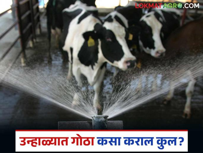 How to plan an livestock shade to control temperature in summer? Read in detail | उन्हाळ्यात तापमान नियंत्रणासाठी कसे कराल जनावरांच्या गोठ्याचे नियोजन? वाचा सविस्तर How to plan an livestock shade to control temperature in summer? Read in detail | उन्हाळ्यात तापमान नियंत्रणासाठी कसे कराल जनावरांच्या गोठ्याचे नियोजन? वाचा सविस्तर