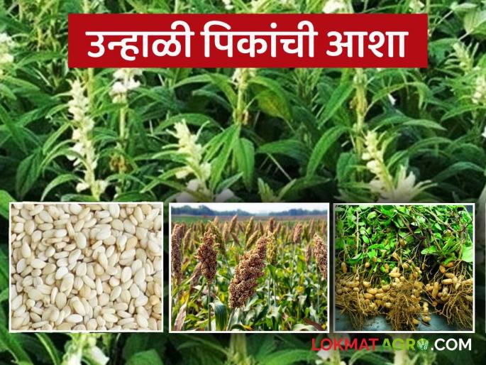 Summer crop information read in deatils | Summer Crop: उन्हाळी हंगामातील 'ही' पिके करतील का मालामाल? वाचा सविस्तर Summer crop information read in deatils | Summer Crop: उन्हाळी हंगामातील 'ही' पिके करतील का मालामाल? वाचा सविस्तर