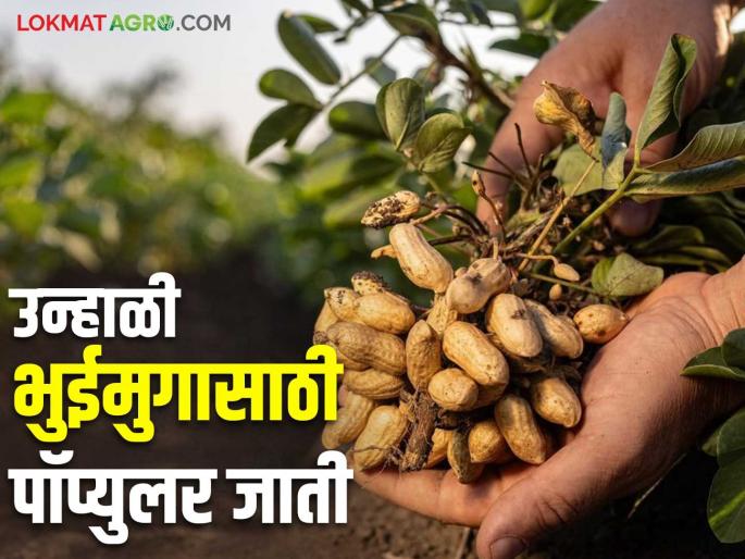 Unhali Bhuimug : Are you planting summer groundnuts? Which variety will you choose? | Unhali Bhuimug : उन्हाळी भुईमुगाची लागवड करताय? कोणत्या जाती निवडाल? Unhali Bhuimug : Are you planting summer groundnuts? Which variety will you choose? | Unhali Bhuimug : उन्हाळी भुईमुगाची लागवड करताय? कोणत्या जाती निवडाल?