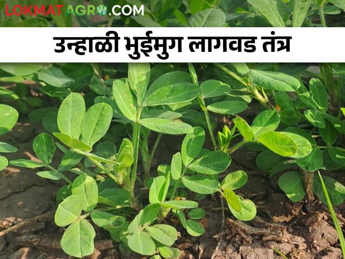 How to cultivation to increase yield of summer groundnut crop? | उत्पादन वाढीसाठी उन्हाळी भुईमुगाची लागवड कशी कराल? How to cultivation to increase yield of summer groundnut crop? | उत्पादन वाढीसाठी उन्हाळी भुईमुगाची लागवड कशी कराल?
