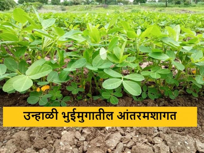 Latest News Intercropping required in summer groundnut Read in detail | Crop Management : उन्हाळी भुईमुगात आंतरमशागत गरजेची का असते? वाचा सविस्तर  Latest News Intercropping required in summer groundnut Read in detail | Crop Management : उन्हाळी भुईमुगात आंतरमशागत गरजेची का असते? वाचा सविस्तर