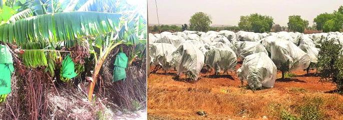 Farmers in Khamgaon taluka to protect crops! | खामगाव तालुक्यातील शेतक-यांची पिकांच्या संरक्षणासाठी धावाधाव!