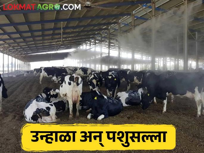 livestock advice; Animal protection and measures in summer | पशुधन सल्ला; उन्हाळ्यात जनावरांचे संरक्षण आणि उपाययोजना livestock advice; Animal protection and measures in summer | पशुधन सल्ला; उन्हाळ्यात जनावरांचे संरक्षण आणि उपाययोजना