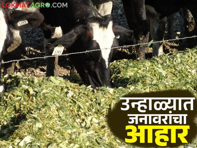 How to feed dairy animals in summer to prevent their milk from decreasing? Read in detail | उन्हाळ्यात दुधाळ जनावरांचे दूध कमी होऊ नये यासाठी त्यांना कसा द्यावा आहार? वाचा सविस्तर How to feed dairy animals in summer to prevent their milk from decreasing? Read in detail | उन्हाळ्यात दुधाळ जनावरांचे दूध कमी होऊ नये यासाठी त्यांना कसा द्यावा आहार? वाचा सविस्तर