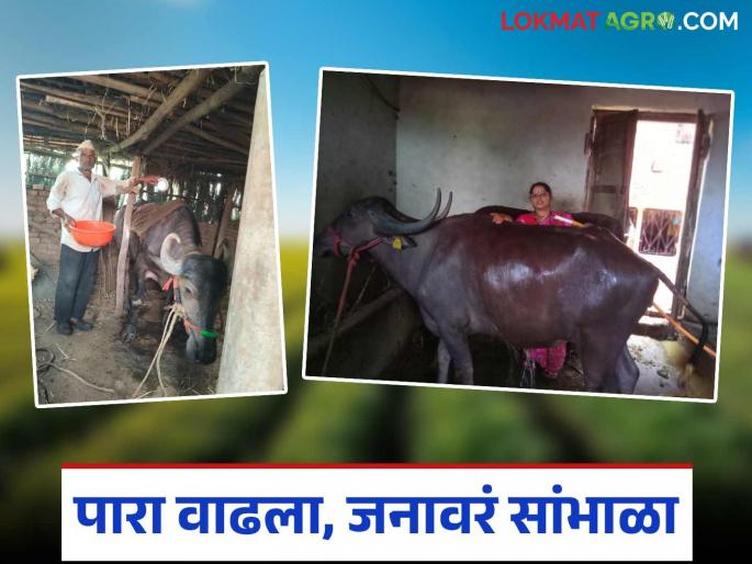 Summer temperatures rise; Farmers are taking these simple measures to keep their livestock cool | उन्हाचा पारा वाढला; शेतकरी जनावारांच्या थंडाव्यासाठी करतायत हे सोपे उपाय Summer temperatures rise; Farmers are taking these simple measures to keep their livestock cool | उन्हाचा पारा वाढला; शेतकरी जनावारांच्या थंडाव्यासाठी करतायत हे सोपे उपाय