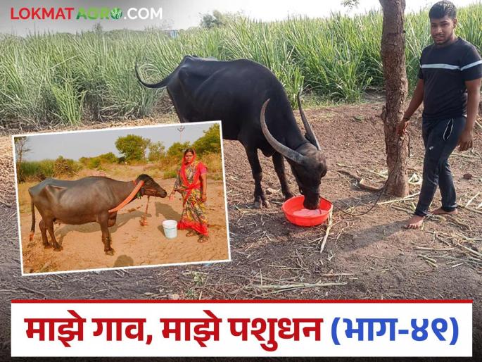 How much water do livestock need to drink in summer? and how to give it? read in detail | उन्हाळ्यात जनावरांना पिण्यासाठी किती पाणी लागते? व ते कसे द्यावे? जाणून घ्या सविस्तर How much water do livestock need to drink in summer? and how to give it? read in detail | उन्हाळ्यात जनावरांना पिण्यासाठी किती पाणी लागते? व ते कसे द्यावे? जाणून घ्या सविस्तर