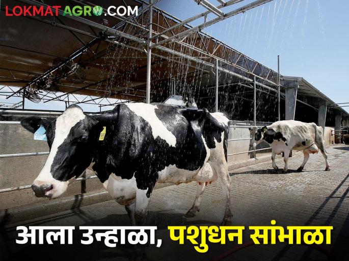 Summer has come; these simple measures how to take to care for livestock | आला उन्हाळा, पशुधनाची काळजी घेण्याचे हे आहेत सोपे उपाय Summer has come; these simple measures how to take to care for livestock | आला उन्हाळा, पशुधनाची काळजी घेण्याचे हे आहेत सोपे उपाय