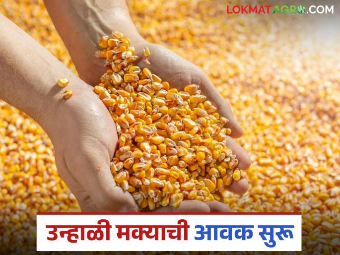 Maize Market: latest News New arrival of maize in the market; Read in detail how the price is being obtained | Maize Market: नवीन मक्याची आवक बाजारपेठेत; कसा मिळतोय दर ते वाचा सविस्तर Maize Market: latest News New arrival of maize in the market; Read in detail how the price is being obtained | Maize Market: नवीन मक्याची आवक बाजारपेठेत; कसा मिळतोय दर ते वाचा सविस्तर