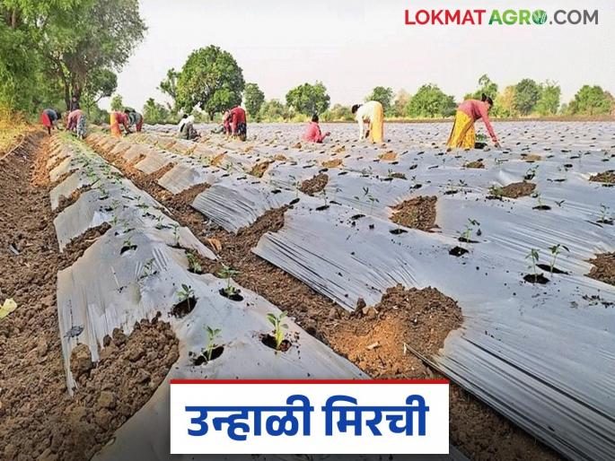 Summer Chilli : latest news summer chillies planting tips read in details | Summer Chilli : उन्हाळी मिरची लागवड करताय 'हे' नक्की वाचा Summer Chilli : latest news summer chillies planting tips read in details | Summer Chilli : उन्हाळी मिरची लागवड करताय 'हे' नक्की वाचा