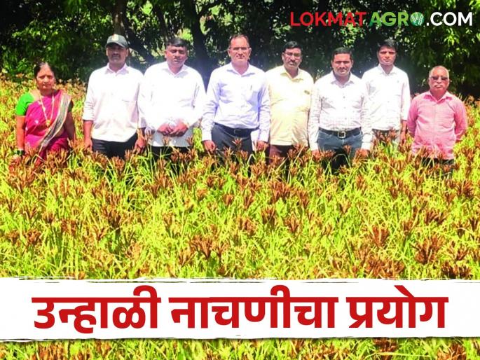 Successful experiment of 'summer ragi crop cultivation' in Bhudargarh taluka | Ragi Cultivation भुदरगड तालुक्यात 'उन्हाळी नाचणी पीक लागवड' यशस्वी प्रयोग