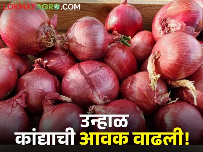 Latest News Todays Summer Onion market price in Lasalgaon, Pimpalgaon | Onion Market : लासलगाव, पिंपळगाव बाजार समितीत उन्हाळ कांदा झळकला, मिळाला 'इतका' भाव Latest News Todays Summer Onion market price in Lasalgaon, Pimpalgaon | Onion Market : लासलगाव, पिंपळगाव बाजार समितीत उन्हाळ कांदा झळकला, मिळाला 'इतका' भाव
