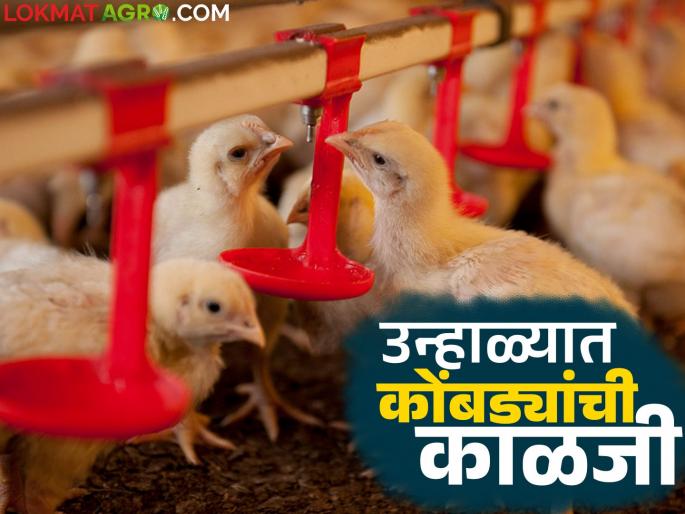 How to know if poultry birds are suffering from heat stress in the shed? Read in detail | कोंबड्यांना शेडमध्ये उष्णतेचा त्रास होतोय हे कसे ओळखाल? वाचा सविस्तर How to know if poultry birds are suffering from heat stress in the shed? Read in detail | कोंबड्यांना शेडमध्ये उष्णतेचा त्रास होतोय हे कसे ओळखाल? वाचा सविस्तर