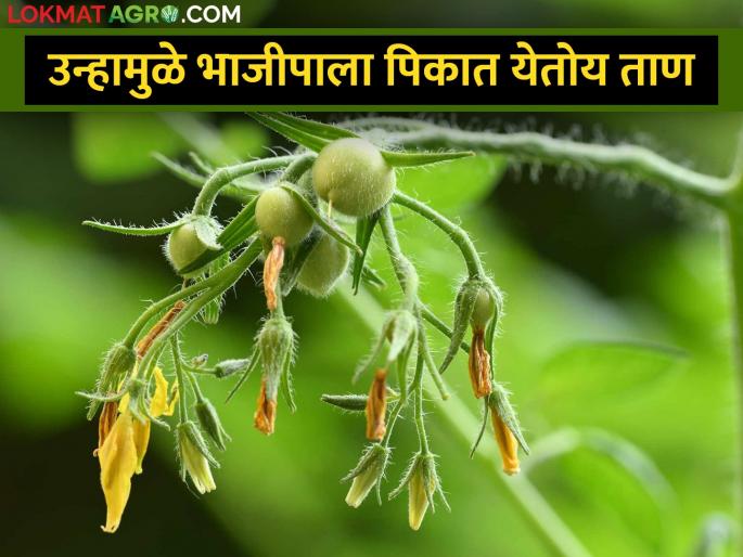 Vegetable crops are affected due to increasing summer | वाढत्या उन्हामुळे भाजीपाला पिकांवर होतोय परिणाम Vegetable crops are affected due to increasing summer | वाढत्या उन्हामुळे भाजीपाला पिकांवर होतोय परिणाम