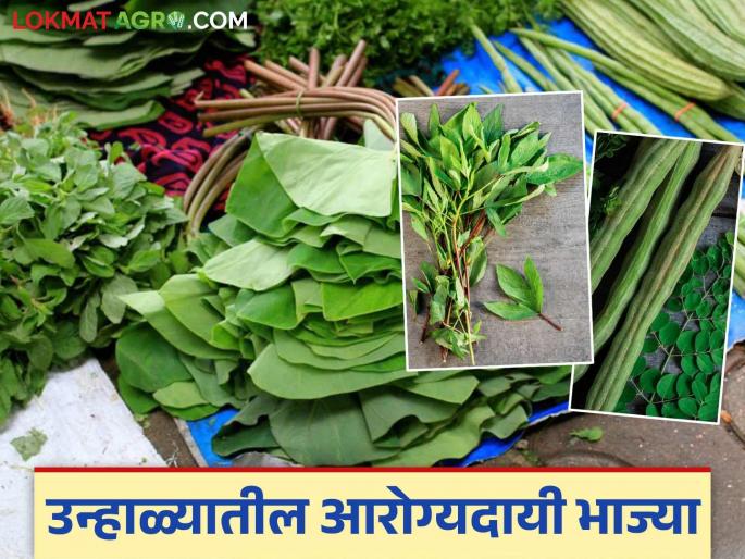 You will feel less heat in summer; Don't forget to include these three vegetables in your diet | उन्हाळ्यात उष्णतेचा त्रास जाणवेल कमी; या तीन भाज्या आहारात घ्यायला विसरू नका तुम्ही You will feel less heat in summer; Don't forget to include these three vegetables in your diet | उन्हाळ्यात उष्णतेचा त्रास जाणवेल कमी; या तीन भाज्या आहारात घ्यायला विसरू नका तुम्ही