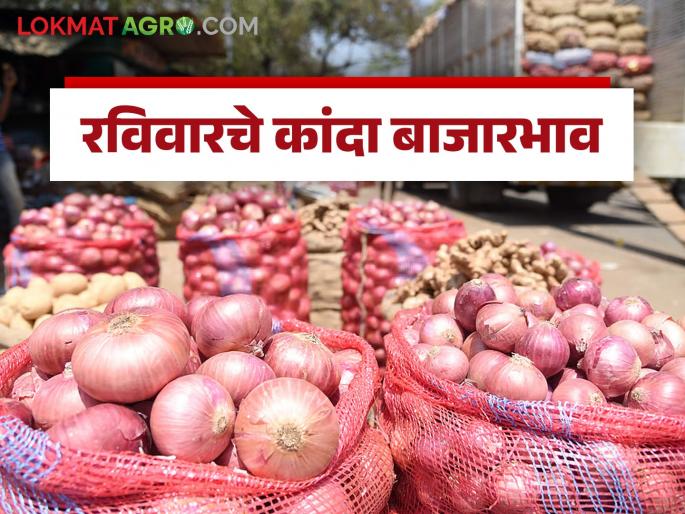 Latest news Kanda Bajarbhav see todays Local and lal kanda bajarbhav in pune market Read in detail | Kanda Bajarbhav : पुण्यात लोकल आणि धाराशिव बाजारात लाल कांद्याला काय भाव मिळाला? वाचा सविस्तर  Latest news Kanda Bajarbhav see todays Local and lal kanda bajarbhav in pune market Read in detail | Kanda Bajarbhav : पुण्यात लोकल आणि धाराशिव बाजारात लाल कांद्याला काय भाव मिळाला? वाचा सविस्तर