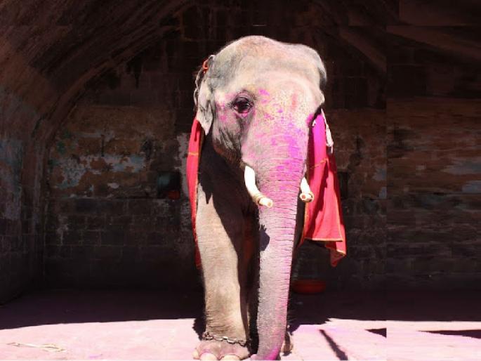 Jotiba sundar elephant dies suddenly in Karnataka | जोतिबाच्या "सुंदर" हत्तीचा कर्नाटकमध्ये आकस्मिक मृत्यू, वारणेसह जोतिबा डोंगर परिसरात हळहळ Jotiba sundar elephant dies suddenly in Karnataka | जोतिबाच्या "सुंदर" हत्तीचा कर्नाटकमध्ये आकस्मिक मृत्यू, वारणेसह जोतिबा डोंगर परिसरात हळहळ