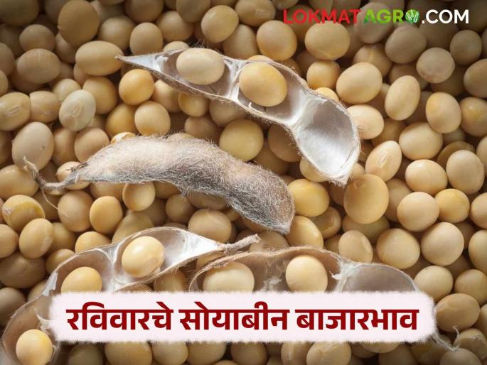 latest news Soybean Bajar Bhav : Demand for high quality white soybeans; Know today's market prices | Soybean Bajar Bhav : उच्च दर्जाच्या पांढऱ्या सोयाबीनला मागणी; जाणून घ्या आजचे बाजारभाव