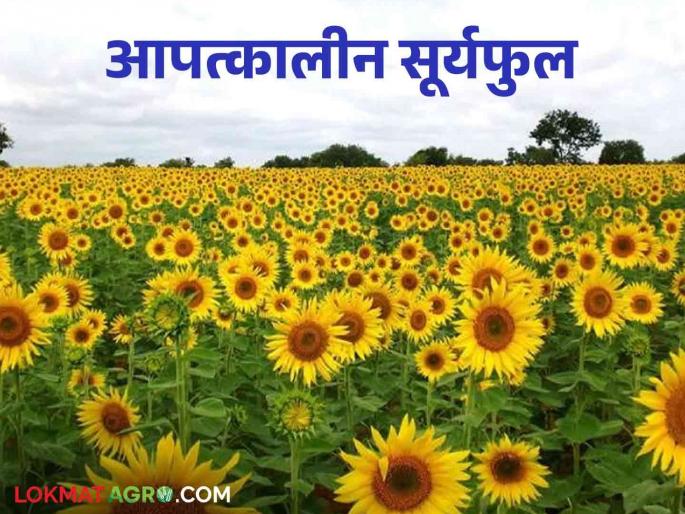 Sunflower Farming is being used as an emergency crop; Sunflower blooms in all seasons | Sunflower Farming आपत्कालीन पीक म्हणून होतोय वापर; सर्वच हंगामात बहरणारे सूर्यफुल Sunflower Farming is being used as an emergency crop; Sunflower blooms in all seasons | Sunflower Farming आपत्कालीन पीक म्हणून होतोय वापर; सर्वच हंगामात बहरणारे सूर्यफुल