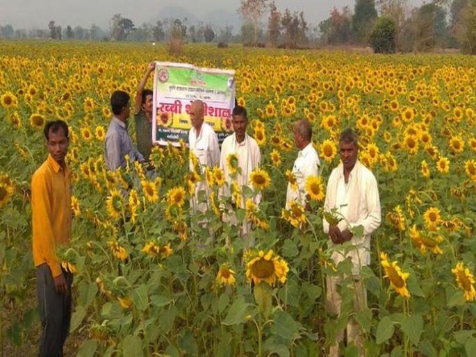 Experiments from Sunflower, Nawargaon farmers, cultivated by traditional farming | पारंपरिक शेतीला फाटा देत पिकवले सुर्यफूल, नवरगावच्या शेतक-यांचा प्रयोग Experiments from Sunflower, Nawargaon farmers, cultivated by traditional farming | पारंपरिक शेतीला फाटा देत पिकवले सुर्यफूल, नवरगावच्या शेतक-यांचा प्रयोग
