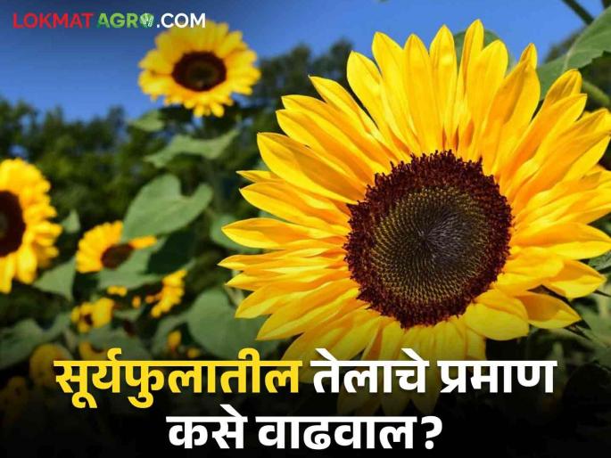 How to do crop management to increase production of sunflower oilseeds | सूर्यफुल तेलबियाचे उत्पादन वाढविण्यासाठी हे आहेत सोपे सहा उपाय