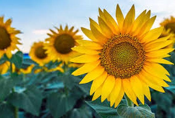New varieties of sunflower developed! | सूर्यफुलाचे नवे वाण विकसित! New varieties of sunflower developed! | सूर्यफुलाचे नवे वाण विकसित!