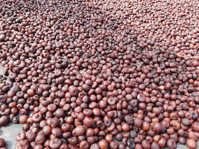 Use of substandard betel nut for gutkha? 2.5 crores worth of betel nut bound for Delhi seized | गुटख्यासाठी दर्जाहीन सुपारीचा वापर? दिल्लीकडे जाणारी अडीच कोटींची किडकी सुपारी जप्त Use of substandard betel nut for gutkha? 2.5 crores worth of betel nut bound for Delhi seized | गुटख्यासाठी दर्जाहीन सुपारीचा वापर? दिल्लीकडे जाणारी अडीच कोटींची किडकी सुपारी जप्त