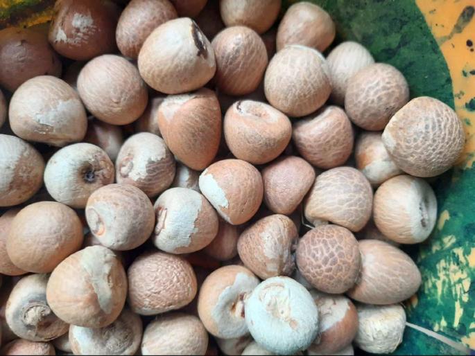 ED Raids of Nagpur affects Assam, Myanmar, Indonesia Smuggling network of Betel nut traders | नागपूरच्या छापेमारीचे आसाम, म्यानमार, इंडोनेशियात धक्के: अनेक वर्षांपासून सुरू होते तस्करीचे सिंडिकेट ED Raids of Nagpur affects Assam, Myanmar, Indonesia Smuggling network of Betel nut traders | नागपूरच्या छापेमारीचे आसाम, म्यानमार, इंडोनेशियात धक्के: अनेक वर्षांपासून सुरू होते तस्करीचे सिंडिकेट