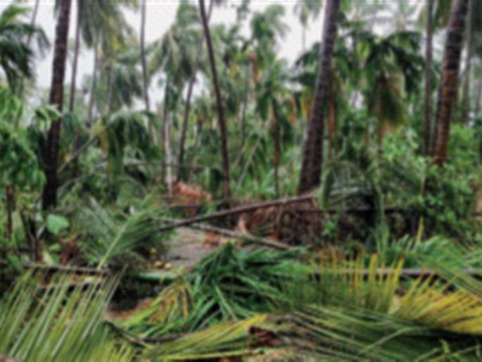 The wounds inflicted by 'nature' are palpable | ‘निसर्गाने‘ दिलेली जखम भळभळतेय, बागायतदार आर्थिक संकटात The wounds inflicted by 'nature' are palpable | ‘निसर्गाने‘ दिलेली जखम भळभळतेय, बागायतदार आर्थिक संकटात