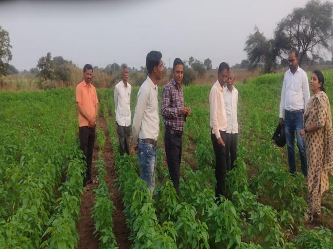 Super food chia is also super for farmers Public awareness across the district from Atma | सुपर फूड असणारे चिया शेतकऱ्यांसाठीही सुपर; ‘आत्मा’कडून जिल्ह्याभरात जनजागृती Super food chia is also super for farmers Public awareness across the district from Atma | सुपर फूड असणारे चिया शेतकऱ्यांसाठीही सुपर; ‘आत्मा’कडून जिल्ह्याभरात जनजागृती