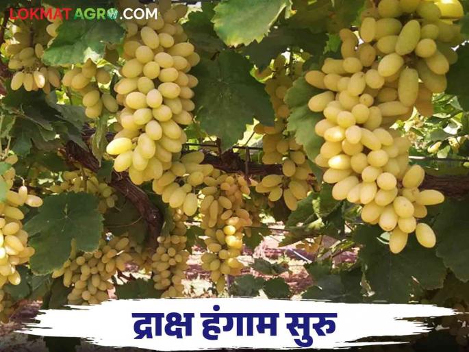 Grapes of this farmer from Tasgaon entered the market because of early pruning | आगाप छाटणी घेतल्यामुळे तासगावच्या या शेतकऱ्याची द्राक्ष बाजारात दाखल Grapes of this farmer from Tasgaon entered the market because of early pruning | आगाप छाटणी घेतल्यामुळे तासगावच्या या शेतकऱ्याची द्राक्ष बाजारात दाखल