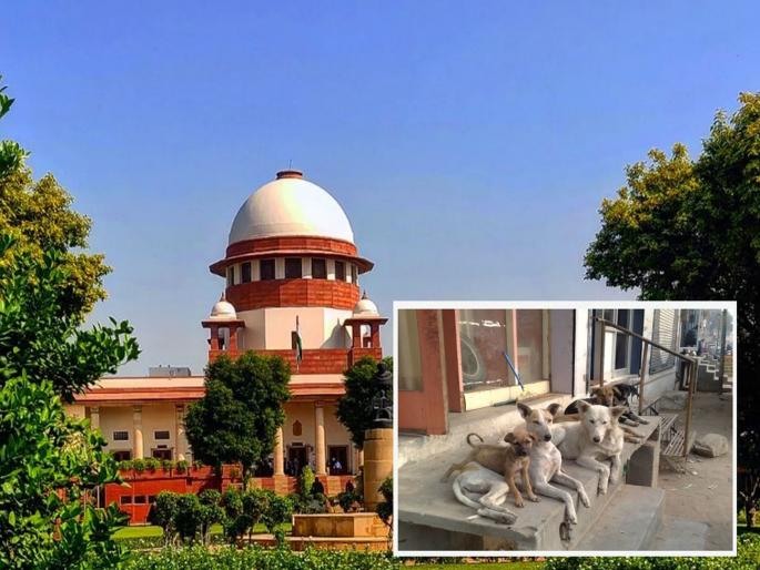 Catch stray dogs and..., Supreme Court gives strict order | भटक्या कुत्र्यांना पकडा आणि..., सर्वोच्च न्यायालयाने दिले सक्त आदेश Catch stray dogs and..., Supreme Court gives strict order | भटक्या कुत्र्यांना पकडा आणि..., सर्वोच्च न्यायालयाने दिले सक्त आदेश