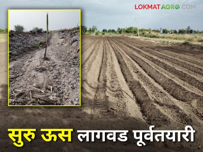 Suru Us Lagwad : How to cultivate the land and use organic nutrients before planting Suru sugarcane? | Suru Us Lagwad : सुरु ऊस लागवडीपूर्वी जमीन मशागत व सेंद्रीय अन्नद्रव्यांचा वापर कसा करावा? Suru Us Lagwad : How to cultivate the land and use organic nutrients before planting Suru sugarcane? | Suru Us Lagwad : सुरु ऊस लागवडीपूर्वी जमीन मशागत व सेंद्रीय अन्नद्रव्यांचा वापर कसा करावा?