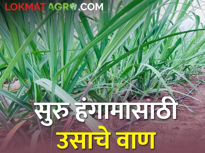 cultivation sugarcane for the regular season; Which variety will you choose? | सुरु हंगामासाठी ऊस लावताय; १०० टन उत्पादन देणारे कुठले आहेत वाण? cultivation sugarcane for the regular season; Which variety will you choose? | सुरु हंगामासाठी ऊस लावताय; १०० टन उत्पादन देणारे कुठले आहेत वाण?
