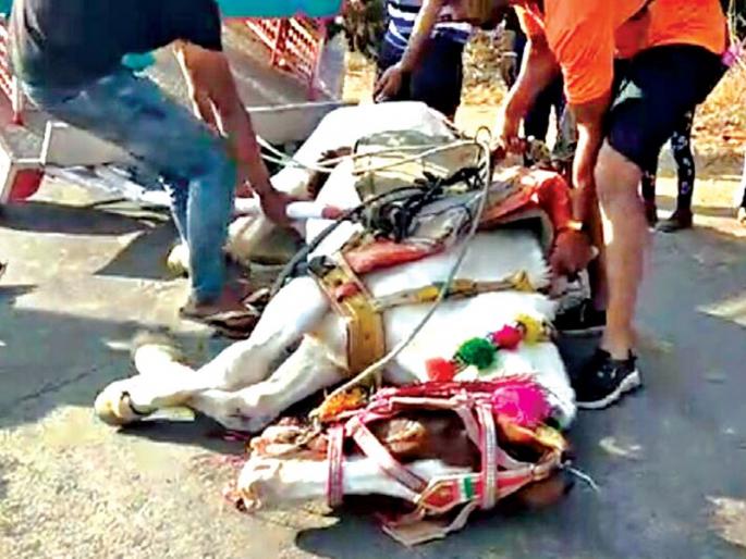 Cruel behavior | समुद्रकिनारी घोड्यांना क्रूर वागणूक Cruel behavior | समुद्रकिनारी घोड्यांना क्रूर वागणूक