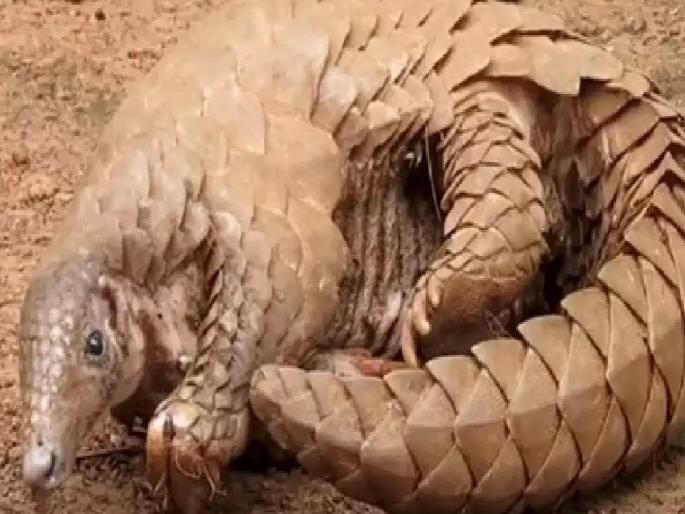Man arrested for smuggling scaly cat in Surur Satara District | Satara: खवले मांजराची तस्करी करणाऱ्या एकाला अटक Man arrested for smuggling scaly cat in Surur Satara District | Satara: खवले मांजराची तस्करी करणाऱ्या एकाला अटक